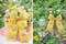 Designer’s Shop Spring Butterfly Wired Satin ribbon, 2.5 inch x 10 yards Yellow Floral Butterfly Print Decorative Ribbon. WR 63-5235
